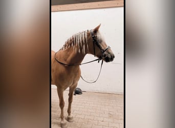 Haflinger, Yegua, 15 años, 148 cm
