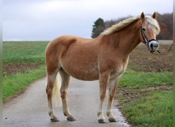Haflinger, Yegua, 15 años, 150 cm, Alazán