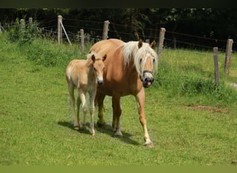 Haflinger, Yegua, 15 años, 150 cm, Alazán