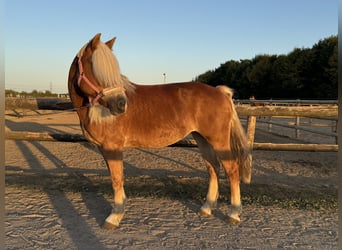 Haflinger, Yegua, 15 años, 152 cm