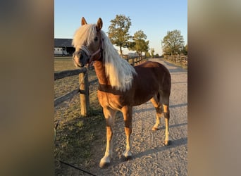 Haflinger, Yegua, 15 años, 152 cm