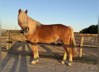 Haflinger, Yegua, 15 años, 152 cm