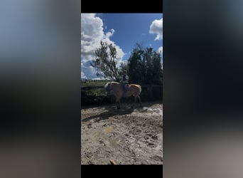 Haflinger Mestizo, Yegua, 15 años, 152 cm