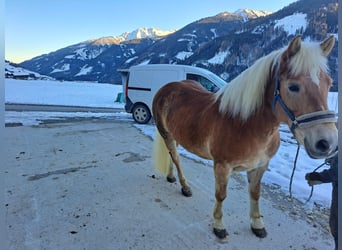 Haflinger, Yegua, 15 años, 152 cm