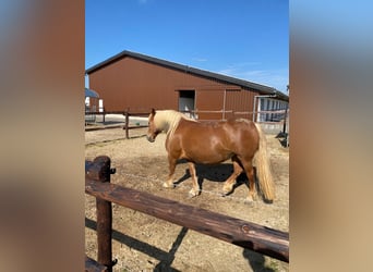 Haflinger, Yegua, 16 años, 146 cm, Alazán