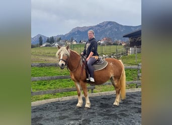 Haflinger, Yegua, 16 años, 150 cm, Champán