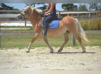 Haflinger, Yegua, 17 años, 140 cm, Alazán