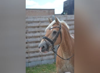 Haflinger, Yegua, 17 años, 140 cm, Alazán