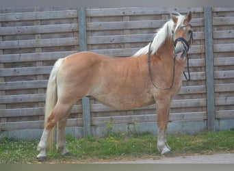 Haflinger, Yegua, 17 años, 140 cm, Alazán