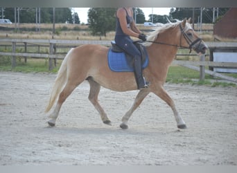 Haflinger, Yegua, 17 años, 140 cm, Alazán
