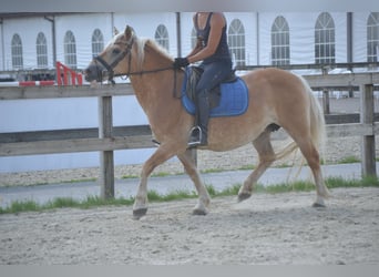 Haflinger, Yegua, 17 años, 140 cm, Alazán
