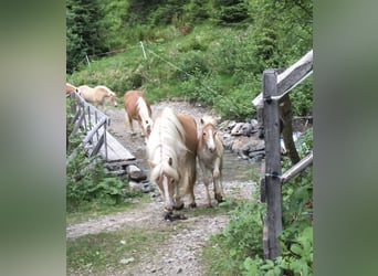 Haflinger, Yegua, 17 años, 148 cm