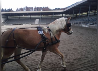 Haflinger, Yegua, 17 años, 148 cm