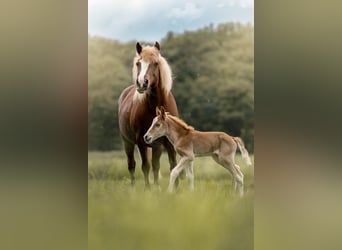 Haflinger Mestizo, Yegua, 18 años, 140 cm, Alazán