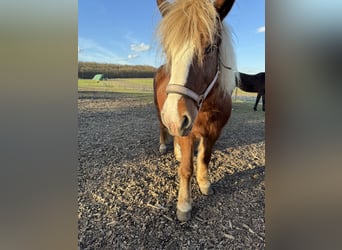 Haflinger Mestizo, Yegua, 18 años, 140 cm, Alazán