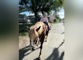 Haflinger Mestizo, Yegua, 18 años, 140 cm, Alazán