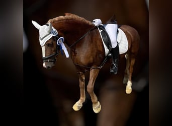 Haflinger Mestizo, Yegua, 18 años, 140 cm, Alazán