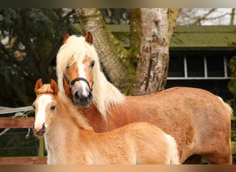Haflinger, Yegua, 18 años, 150 cm