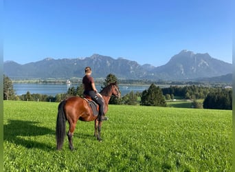 Haflinger Mestizo, Yegua, 18 años, Alazán-tostado