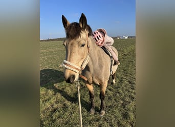 Haflinger Mestizo, Yegua, 19 años, 140 cm, Bayo