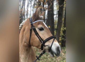 Haflinger, Yegua, 19 años, 147 cm, Alazán