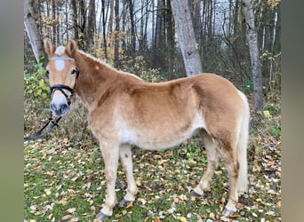 Haflinger, Yegua, 19 años, 147 cm, Alazán