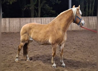 Haflinger, Yegua, 19 años, 148 cm, Alazán