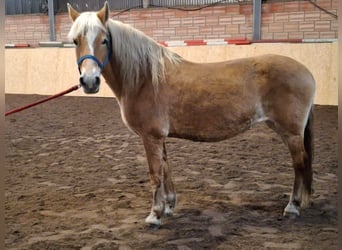 Haflinger, Yegua, 19 años, 148 cm, Alazán