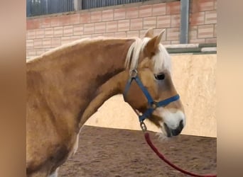 Haflinger, Yegua, 19 años, 148 cm, Alazán