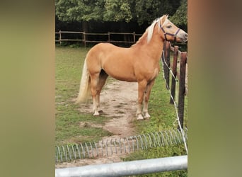 Haflinger, Yegua, 19 años, 152 cm, Alazán