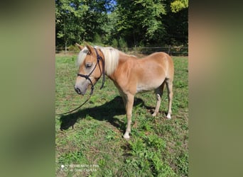 Haflinger, Yegua, 1 año, 135 cm, Alazán