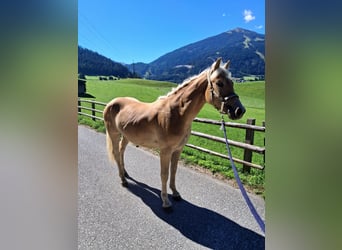 Haflinger, Yegua, 1 año, 141 cm