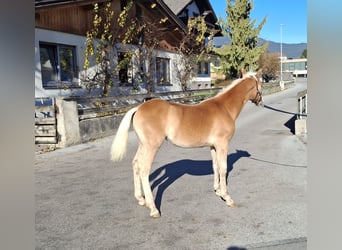 Haflinger, Yegua, 1 año, 148 cm
