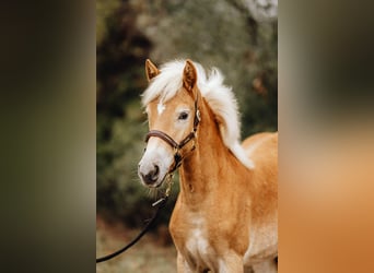 Haflinger, Yegua, 1 año, 152 cm