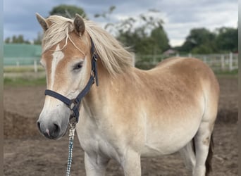 Haflinger, Yegua, 1 año, 152 cm