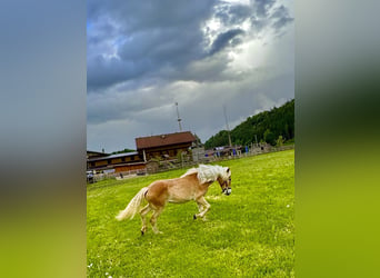 Haflinger, Yegua, 1 año, 154 cm, Alazán