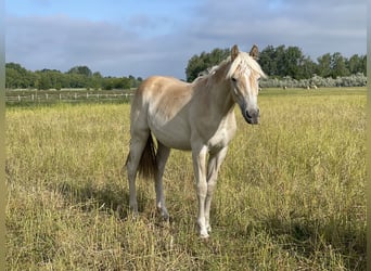 Haflinger, Yegua, 1 año, 156 cm