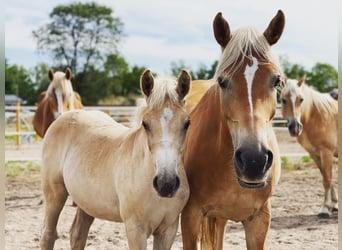 Haflinger, Yegua, 1 año, 156 cm