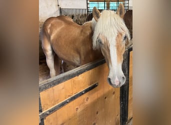 Haflinger, Yegua, 1 año, Alazán
