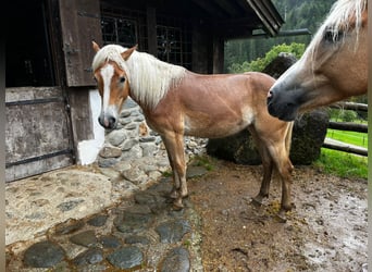 Haflinger, Yegua, 1 año, Alazán