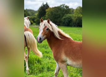 Haflinger, Yegua, 1 año, Alazán