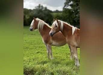 Haflinger, Yegua, 1 año, Alazán