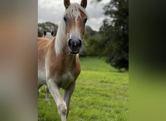 Haflinger, Yegua, 1 año, Alazán