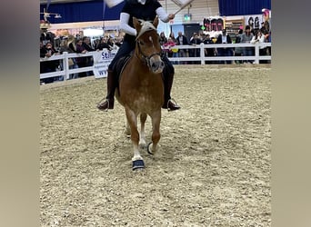 Haflinger, Yegua, 20 años, 143 cm, Palomino