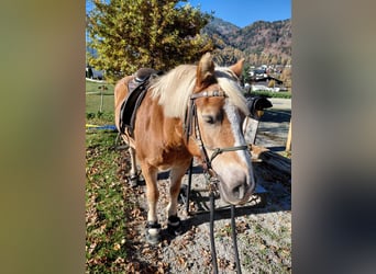 Haflinger, Yegua, 20 años, 150 cm, Alazán