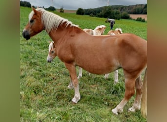 Haflinger, Yegua, 20 años, 152 cm, Alazán