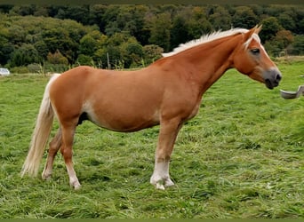 Haflinger, Yegua, 20 años, 152 cm, Alazán