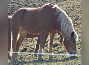 Haflinger, Yegua, 22 años, 150 cm, Alazán