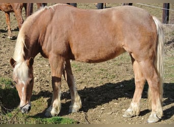 Haflinger, Yegua, 22 años, 150 cm, Alazán