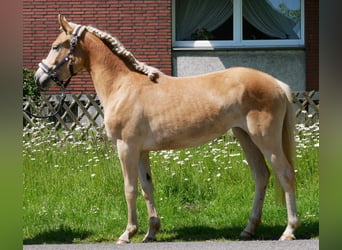 Haflinger, Yegua, 2 años, 139 cm